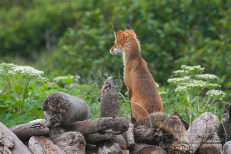 Ozark Images | Mammals | On the look out