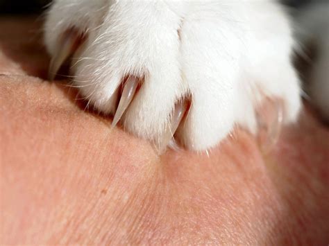 How To Treat A Cat Scratch On A Dog at Diane Horsley blog