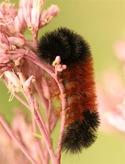 How to Keep a Black & Brown Fuzzy Caterpillar | Cuteness | Wooly bear ...