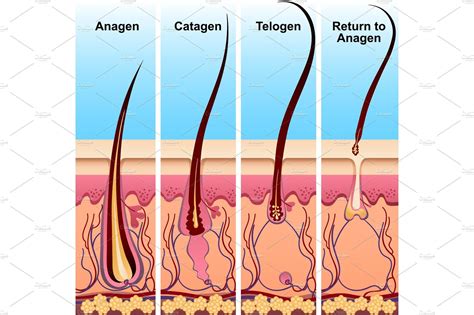 Four stages of the hair growth cycle | Hair growth cycle, Print design ...