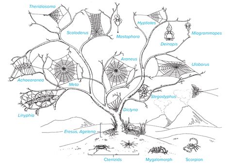 Sticky Science: the Evolution of Spider Webs | Scientific American