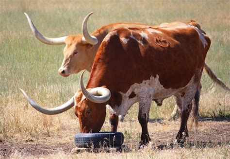 Longhorn cattle, Longhorn, Cattle