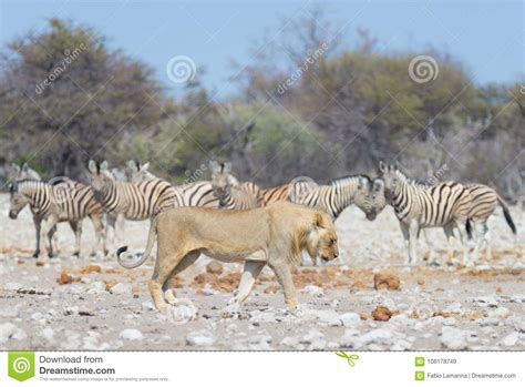 Lion And Zebras Running Away, Defocused In The Background. Wildlife Safari In The Etosha ...