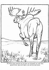 Moose & Elk Coloring Pages Books  100% FREE And Printable sketch template