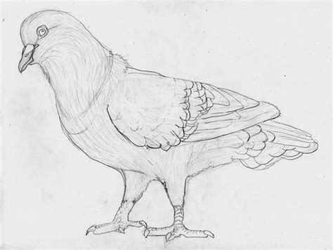 Best Pigeon Sketch by x-Pyro on DeviantArt