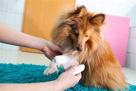 Can You Use Neosporin on Dogs? - AKC: Health - CairnTalk