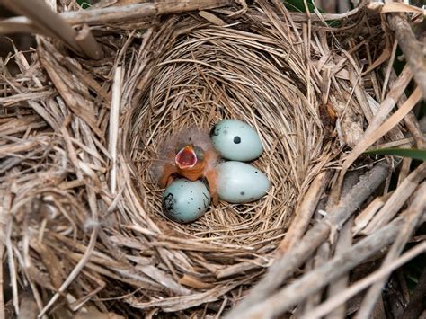 Red-winged Blackbird Migration: A Complete Guide | Birdfact