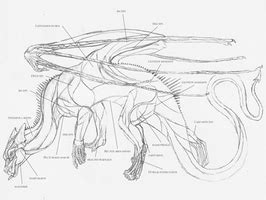 European dragon anatomy MUSCLE by Savamther | Dragon anatomy, Anatomy, Dragon