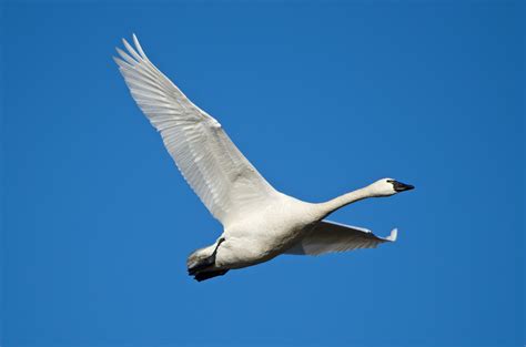 Tundra Swan - Pentax User Photo Gallery