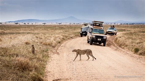 Explorez la Savane Africaine : un Safari Inoubliable en Tanzanie ...