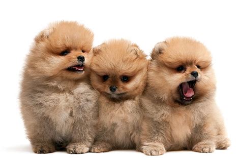 What Do Pomeranians Look Like