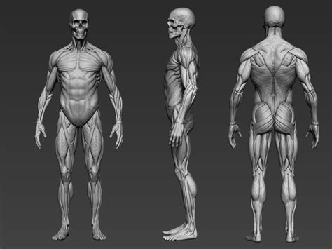ArtStation - Digital 3D Ecorche - Anatomy reference | Resources