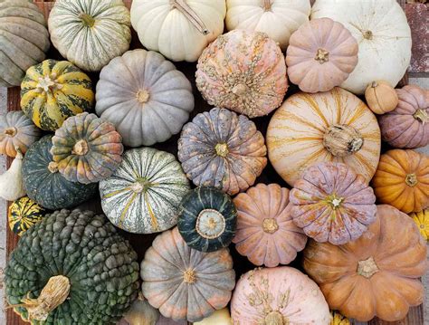 28 Best Winter Squash and Pumpkin Varieties to Grow ~ Homestead and Chill