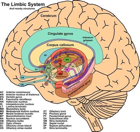 cingulate gyrus - Liberal Dictionary | Brain anatomy, Limbic system, Neuroscience