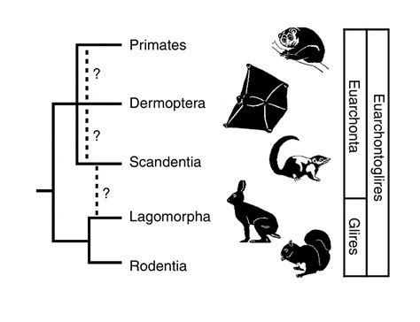 Euarchontoglires | Dinopedia | Fandom