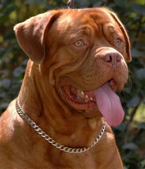 French mastiff dog should be well socialized as a puppy to nurture the desired temperament. # ...