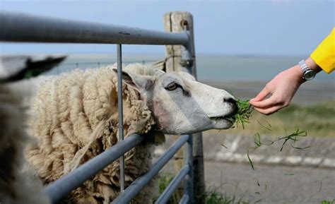 Sheep Farming In South Africa, Sheep Breeds | Agri Farming