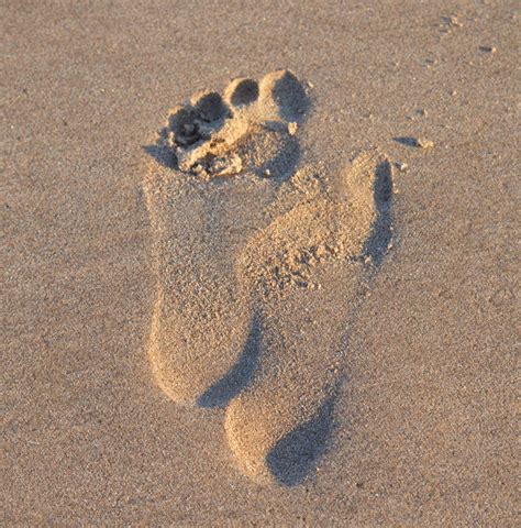 Free Stock Photo 17021 Footprint in the sand | freeimageslive