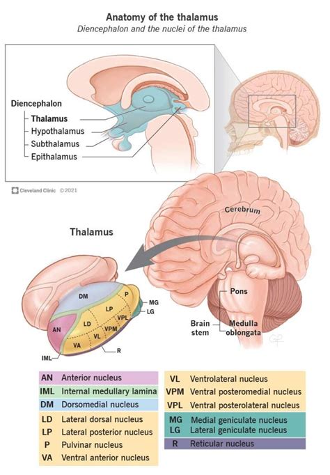El subtálamo: estructura y funciones del cerebro humano - Mentes Analíticas