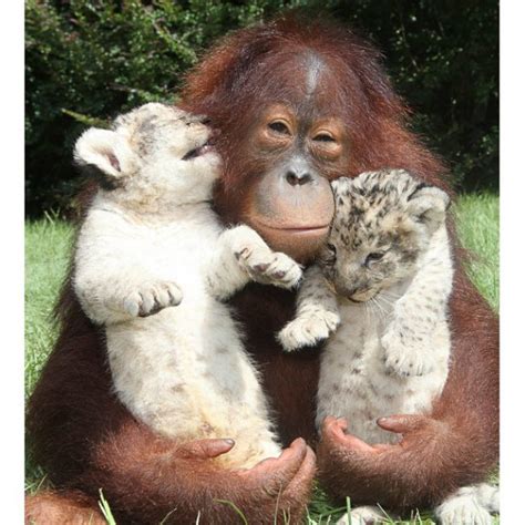 20 Photos Of Animals Hugging That Will Warm Your Heart