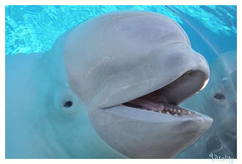 Smiling Beluga whale | Author Lilia Hristova - Vitality | PHOTO FORUM