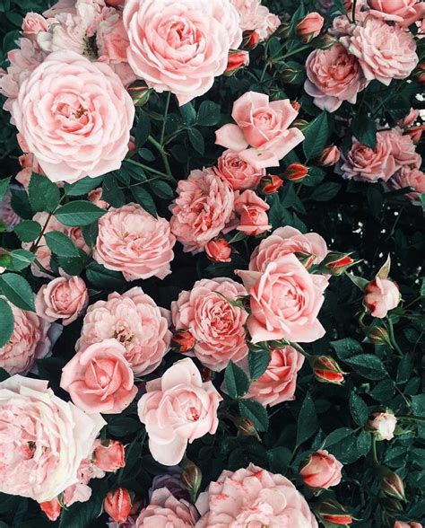 Aesthetic Rose Wallpaper | Pink Roses Blooming