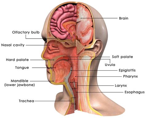 Head and Neck Disorders and Treatment - Otolaryngology Specialists of North Texas