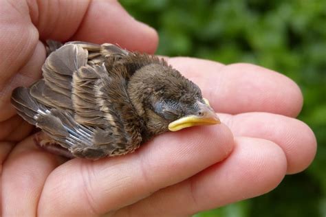 What Happens If A Baby Bird Died In The Nest? - South Slope News