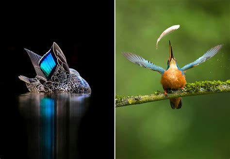 Gallery: Bird Photographer of the Year winning images | Film and Photo | Earth Touch News