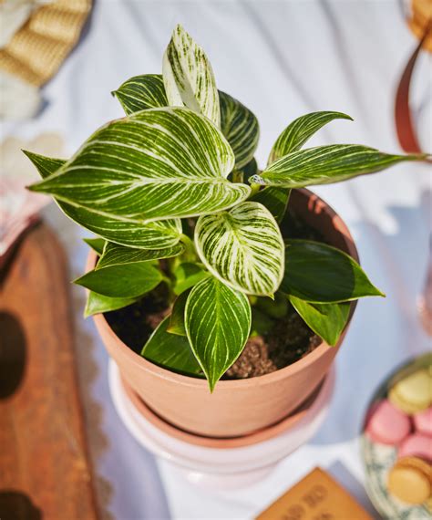 Buy Potted Philodendron Birkin Indoor Plant | Bloomscape