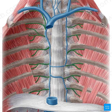 Intercostal Nerve Artery Vein