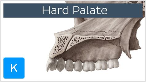 Hard palate - Function, Definition & Anatomy - Human Anatomy | Kenhub