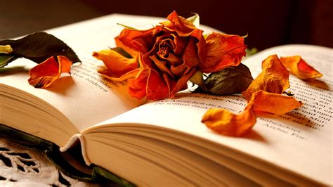 1920x1080 / 1920x1080 dry, book, flower, rose, petals - Coolwallpapers.me!