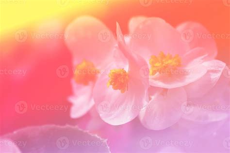 white begonia flowers 7040589 Stock Photo at Vecteezy