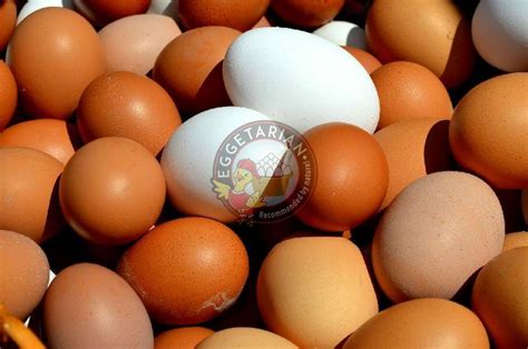 Poultry Eggs Manufacturer in Hooghly West Bengal India by EGGETARIAN | ID - 5194754