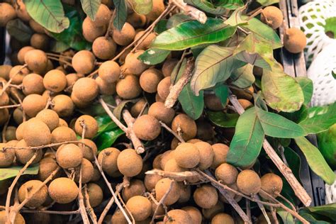 Top 10 Amazing Health Benefits Of Longan | Longan fruit, Fruit benefits, Health benefits