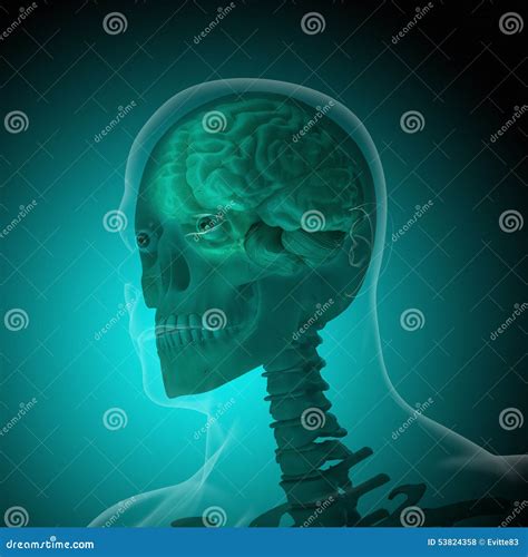 The Human Body (organs) by X-rays on Blue Background Stock Photo - Image of care, brains: 53824358
