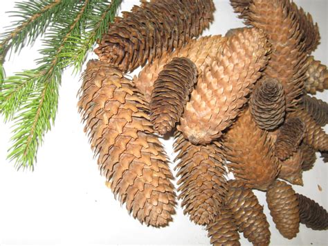 Fir cones spruce grand cone pine wreath fircones real | Etsy