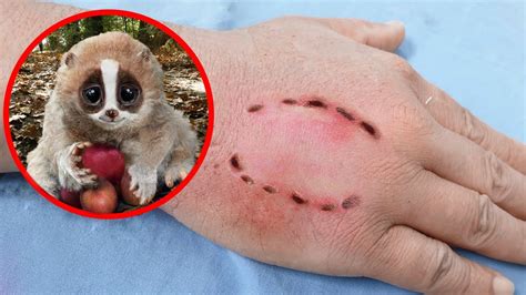 10 Cute Creatures That Are Actually Really Dangerous - YouTube