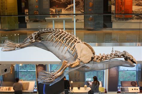 The Coastal Paleontologist: The best known fossil pinniped, part 1: a review of research and ...