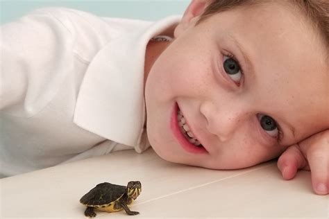 Step-by-step Guide to Caring for Your Baby Turtle | PawTracks