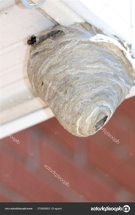 Hornets Nest Being Built Eaves Residential Home Seen — Stock Photo ...