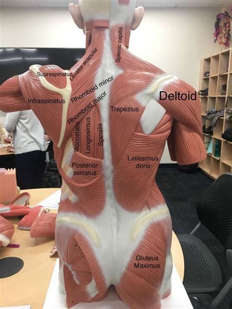 High Back Muscles Diagram - Muscular System Diagram Labeled For Kids ...