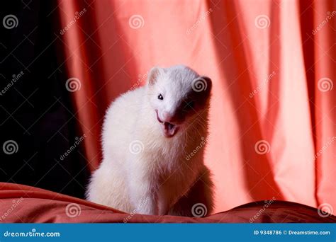 Silver the Ferret stock photo. Image of exotic, anxious - 9348786