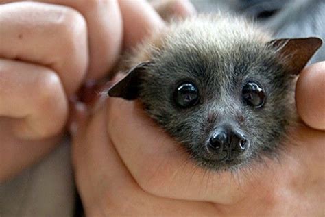 Cuccioli di pipistrello: ecco i più teneri - Carezze | Cuccioli di ...