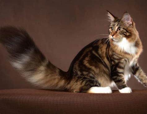 Which Cats Have The Longest Tails? Top 10 Cat Breeds With Long Tails - KittenMeow