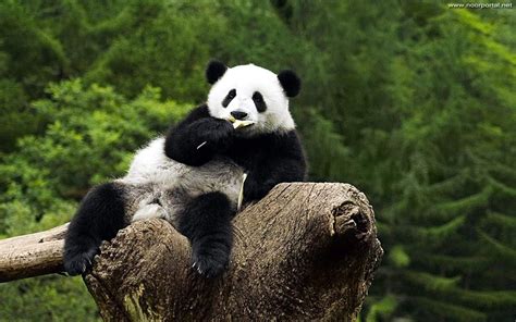 Baby Panda Eating While Sitting On A Small Tree : r/wildlifephotography