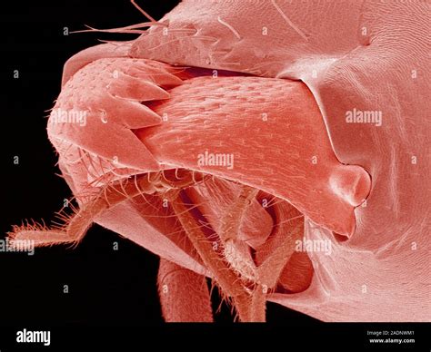 Ant mouthparts. Coloured scanning electron micrograph (SEM) of the mouthparts of an ant (family ...