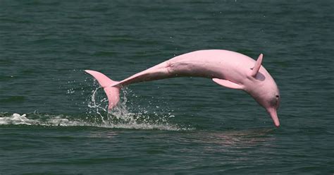 Every One Of These Pink Animals Can Be Found In Nature. They're Beautiful!!