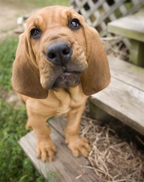 Bloodhound - Key Facts And Features Of The Breed - Animal Corner